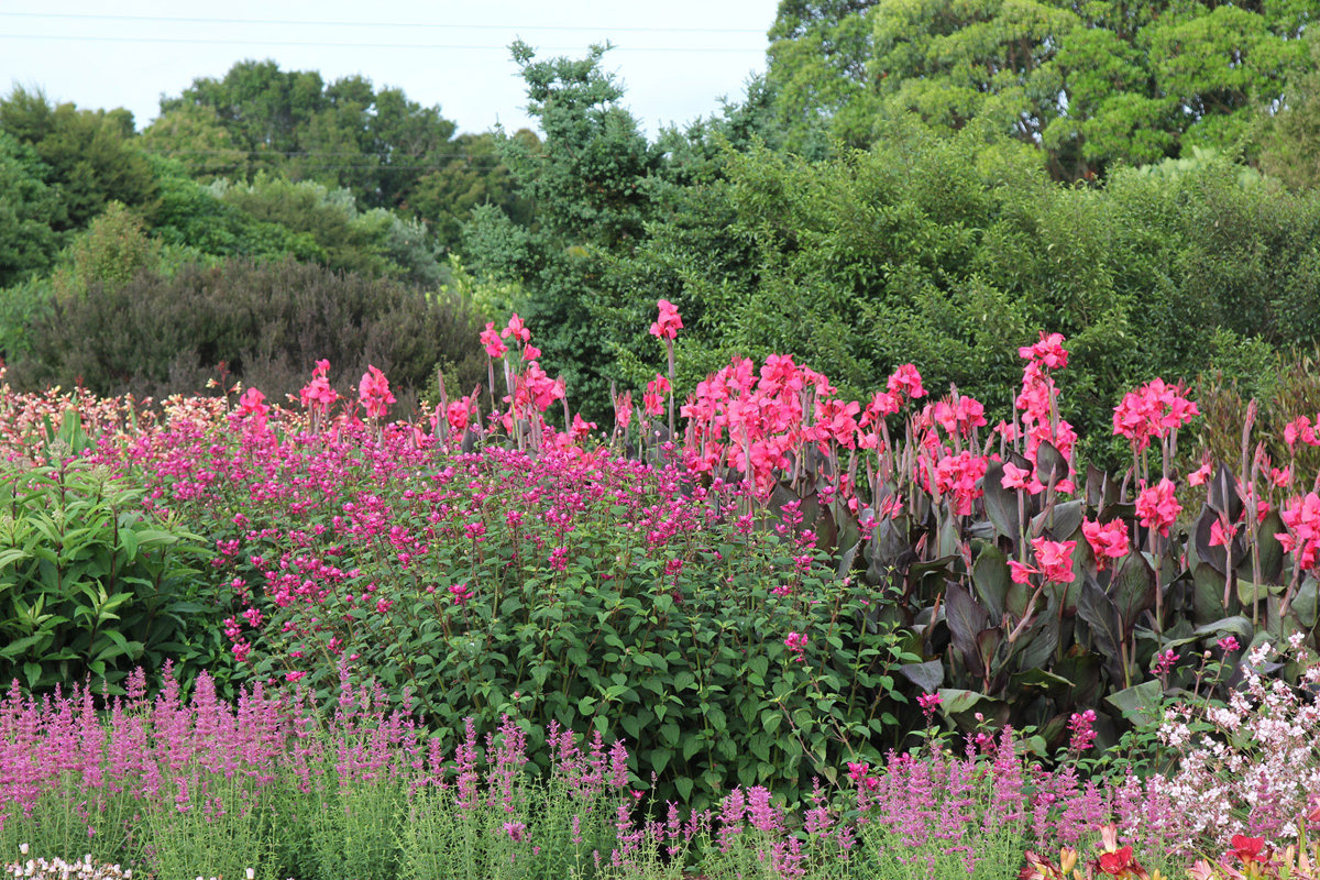 Salvia Bethelli (1).jpg